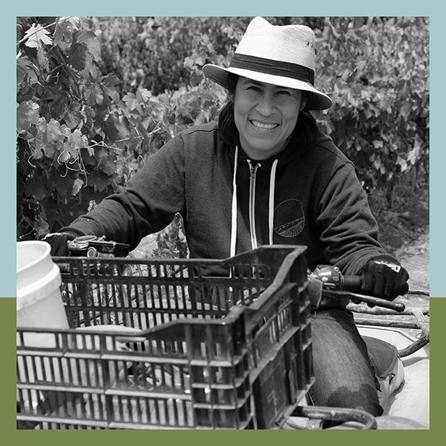 For the month of July we're celebrating POC (people of color) in wine. We'll feature winemakers, vineyard workers, and winery owners who represent the breadth of cultures that make up the diverse population of California.⁠
•⠀⁠
We're kicking things off with a woman whose namesake wine is one of the BEST summer wines we've tasted to date - a delicate yet powerful carbonic Syrah called Para Maria de los Tecolotes.⁠ 🦉
•⠀⁠
Maria Solorzano (@lupemonroy0) grew up in the Jaliscan village of Santa Cruz in Mexico. Her husband @ruben_solorzano_ruelas_ (Vineyard Manager) wanted to honor the unsung heroine of vineyard operations at Stolpman Vineyards, by naming the wine after his wife. #heartmelt ❤️⁠❤️
•⠀⁠
Maria manages day-to-day operations of "La Cuadrilla" (the crew) at @StolpmanVineyards. She is known as one of the most hardworking members of the Stolpman crew 💪🏼 - and this wine is a beautiful homage to her. And it's DELICIOUS.⁠
•⠀⁠
Come have a glass of Para Maria and salute the incredible woman we so admire - Maria Solorzano! We're serving it 50% off by the glass at happy hour from 5-7pm TUES-SUN through the end of the month. Come get it before we run out!!🍷 #coastandvalleywinebar⠀⁠
•⠀⁠
Image Description: [A Jaliscan woman in a zipped up hoodie and white straw fedora hat rides an ATV through the vineyard. She is smiling and very much in her element.]⁠
•⁠
📷: @stolpmanvineyards