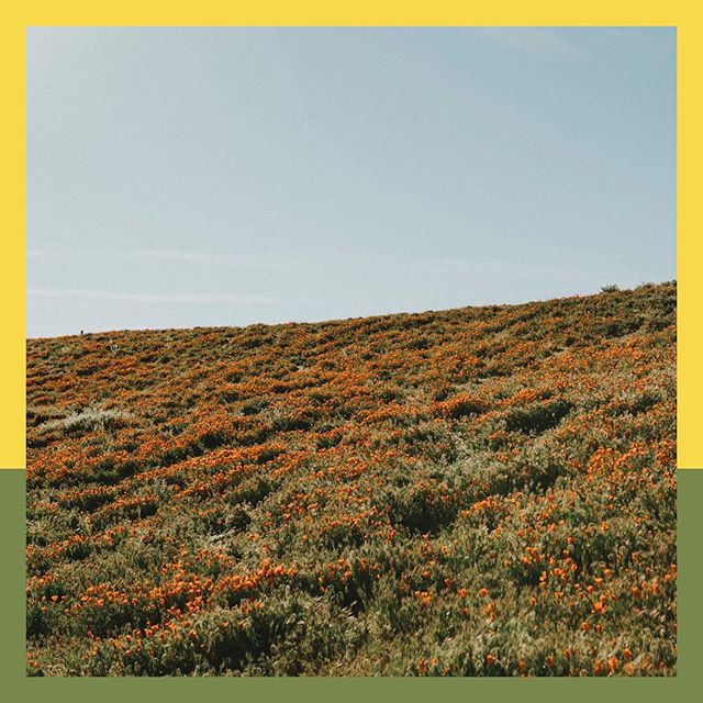 When it’s hot AF and you’re wishing you were laying in a field of flowers, 75 degrees, with a light breeze on your skin. 🌾🌤🙏🏼
•
P.S. California wines and a plate of chilled poached chicken are also a great way to beat the heat. 😉
•
[Image Description: a yellow and green bordered photo of the Antelope Valley California Poppy Reserve with orange poppies in full bloom.]